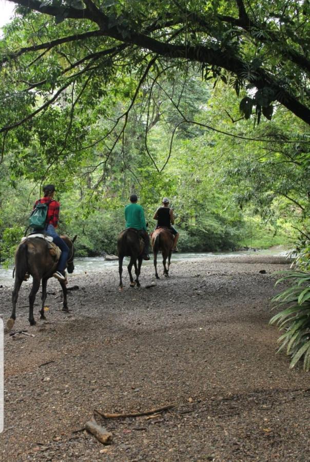 Rainforest Lodge Del Rio Портобело Экстерьер фото