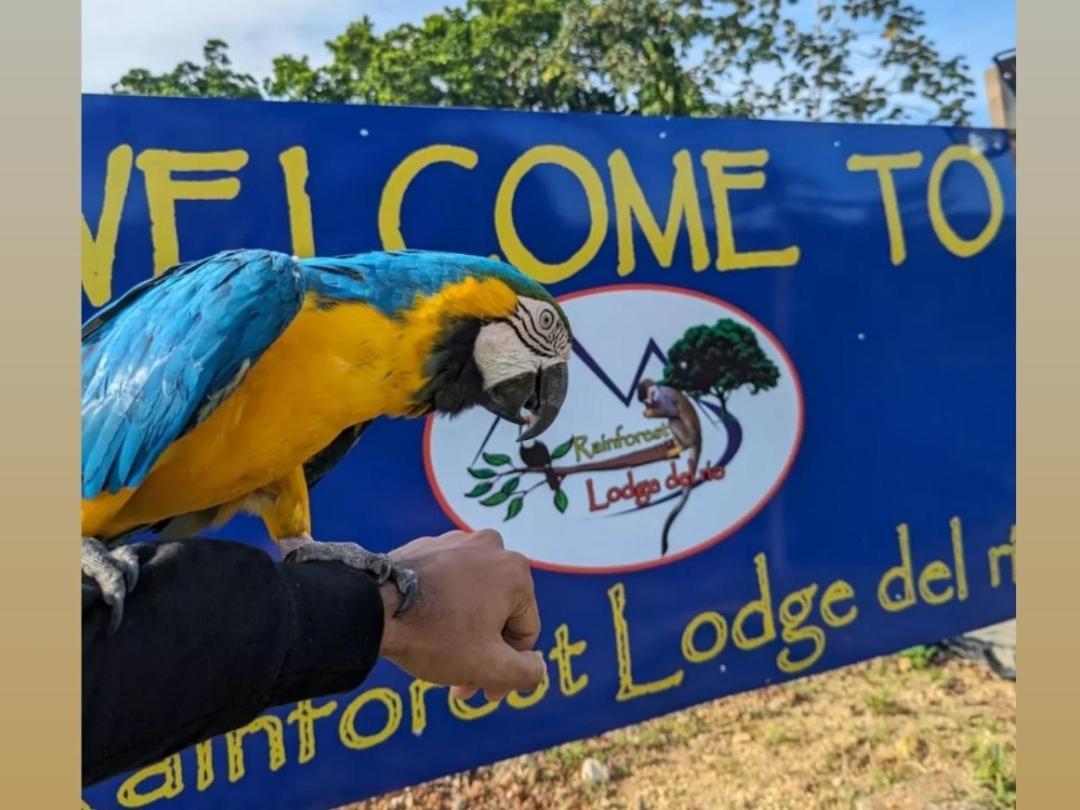 Rainforest Lodge Del Rio Портобело Экстерьер фото